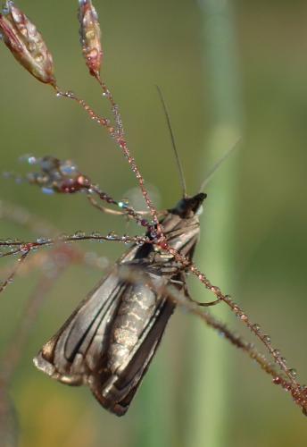 Chrysoteuchia culmella